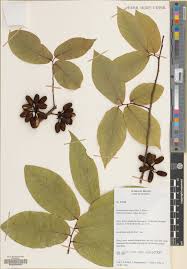 Image result for Annonaceae