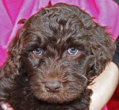 Labradoodle Chocolate Labradoodle Labradoodle Dog Died