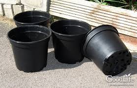 How to plant potatoes in a pot. How To Grow Potatoes In Containers