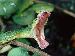 Finally, emerald tree boas have long, curved teeth that are much more prominent than other members of their genus. Emerald Tree Boa Coniferous Forest