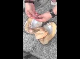 So where do pearls come from? Where Do Real Pearls Come From Youtube