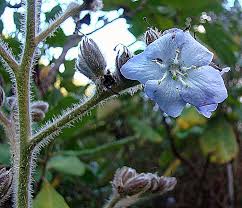 Image result for Wigandia urens