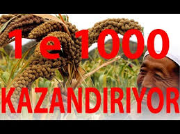 Muhabbet Kusu Yemi Nasil Ekilir Youtube