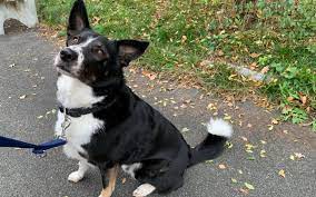 Anouk anna hoogendijk (dutch pronunciation: Will Mich Denn Niemand Haben Hund In Bayreuther Tierheim Ist Verzweifelt Bayreuther Tagblatt