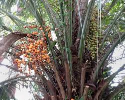 Butia capitata — id 12257 symbol key buca15 common name south american jelly palm family arecaceae category monocot division magnoliophyta us nativity introduced to u.s. Butia Capitata Gardensonline
