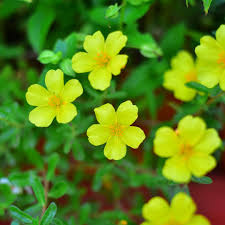 Image result for Portulacaceae