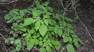 Image result for Physalis pubescens