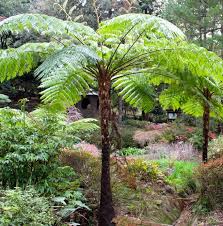Tcia providing homeowners with information on caring for trees and landscapes. Coin Spot Tree Fern Steemit