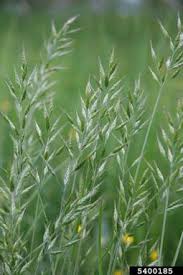 Image result for Bromus