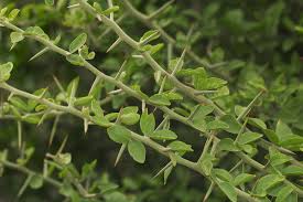 Image result for Balanites aegyptiaca