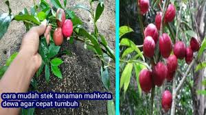 Pokok mahkota dewa dikatakan ubat tradisional yang boleh mengubati penyakit darah tinggi. Cara Mudah Stek Tanaman Mahkota Dewa Agar Cepat Tumbuh Youtube
