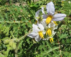 Image result for Solanum linneanum