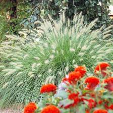 Fountaingrass Plants Colorful Landscaping Landscaping With Ornamental Grasses