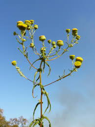 Image result for Pentarrhinum