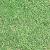 Lawn Kind Of Grass