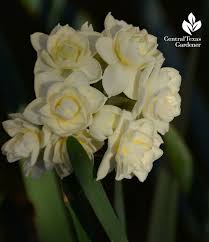 Narcissus Erlicheer Central Texas Gardener When To Plant Bulbs Flowers Planting Bulbs