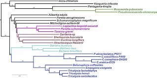 Image result for Sherbournia bignoniiflora