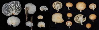 Image result for Marasmius opacus