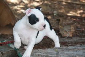 Pitbull puppies online is the #1 classified to buy, adopt and sell your pitbulls. View Ad American Pit Bull Terrier Puppy For Sale Near Colorado Colorado Springs Usa Adn 14218