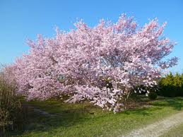 Thus to grow healthy flower plants in india, it is vital for a gardener to identify the degree of shade that the flower plant needs or will tolerate. Prunus Padus Growing Tree Pink Trees Plants