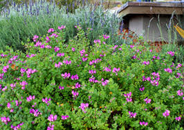 Image result for Polygala petitiana