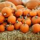 10th Annual Pumpkin Patch Festival at Team Family event image