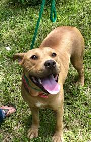 Adopt Stacey On Petfinder Retriever Puppy Smart Dog Terrier Mix Dogs