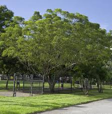 Image result for Kirkiaceae