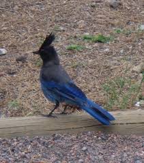 Blue Identification Birds Of Colorado Blue Bird In Colorado 1967 Backyard Animals Pets Animals