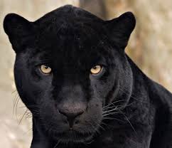 Check spelling or type a new query. Zen Zoology Jaguar Animal Black Jaguar Panther Cat