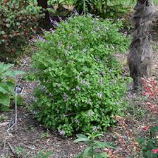 Image result for Ocimum labiatum