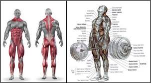 The romanian deadlifts target the power zone of hamstrings, glutes and lower back (erector spiane). Mastering The Barbell Romanian Deadlift Guide Form Flaws Set Up Execution Gymguider Com