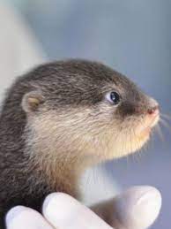 Sea Otter Baby So Cute I Wish To Have One As A Pet Sea Otter Otters Baby Otters