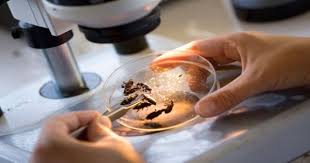 Forensic entomology may come into play in a variety of legal cases. Forensic Entomology Study Of Insect Biology Assignment Point