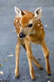Pino The Baby Deer 67 365 Cute Baby Animals Cute Animals Baby Animals