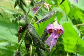 Image result for Thalia geniculata