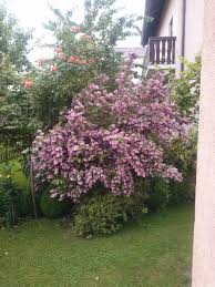 Deutzia Strawberry Field Deutzia X Hybrida Strawberry Fields Is A Compact Deciduous Cultivar With A Graceful Archi Plants Outdoor Plants Garden Inspiration