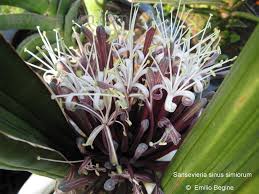 Image result for Sansevieria sinus-simiorum