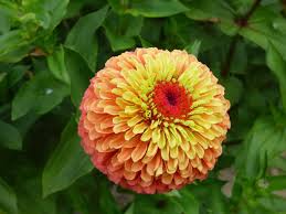 Photos and description of the variety/species zinnia elegans 'queen red lime' on the global flowers. Zinnia Queeny Lime Orange All America Selections