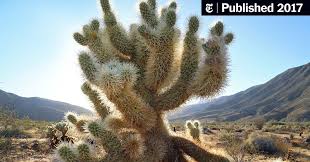 Barrel cactus fruit is found on the barrel cactus, which appears as spherical cacti that can be encountered while wandering the mojave wasteland. As Rains Ease In The West Cactuses Shine Brighter Than Ever The New York Times