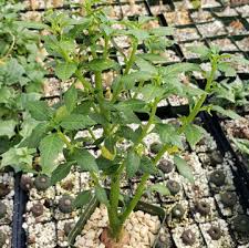 Image result for Heinsia zanzibarica