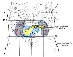 Image result for pancreas location