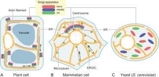 Does plant cell have golgi apparatus. Formation And Maintenance Of The Golgi Apparatus In Plant Cells Sciencedirect