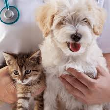 Primary care for pets (also called general practice) encompasses the routine best practices for keeping your pet healthy and happy. Primary Pet Care Vaccinations Examinations Preventive Care For Dogs And Cats Primary Pet Care Annual Exams Vaccinations Lab Tests For Dogs Cats And Rabbits Primary Pet Care What To Look For And When Is It Time To Bring Your Pet To See Our