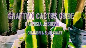 Fresh cactus pear is low you can also peel the skin in case of completely ripe fruits. Grafting Cactus How To Graft Harrisia Jusbertii Onto Hylocereus Cactusgraft Harrisia Hylocereus Youtube