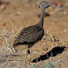 Image result for Plinthus karooicus