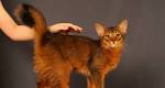 Somali Cat Breed Information, Pictures, Characteristics ...