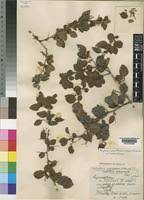 Image result for Gymnosporia mossambicensis