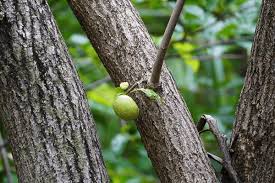 Image result for Annonaceae