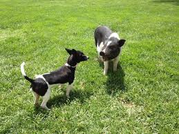 Teacup Pigs